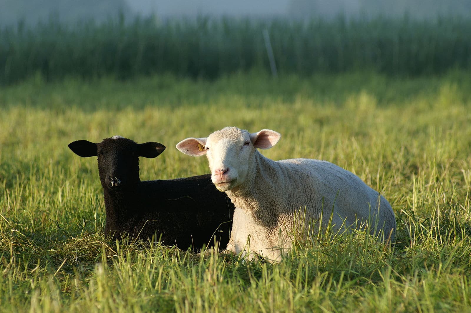 Ben Jij Als HSP Het Zwarte Schaap In De Familie 7 Tips