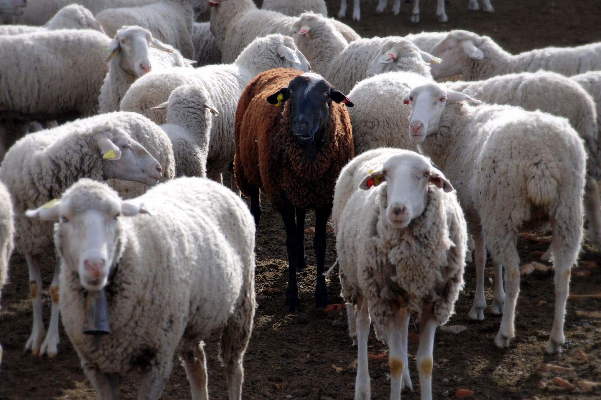 Ben Jij Als HSP Het Zwarte Schaap In De Familie 7 Tips