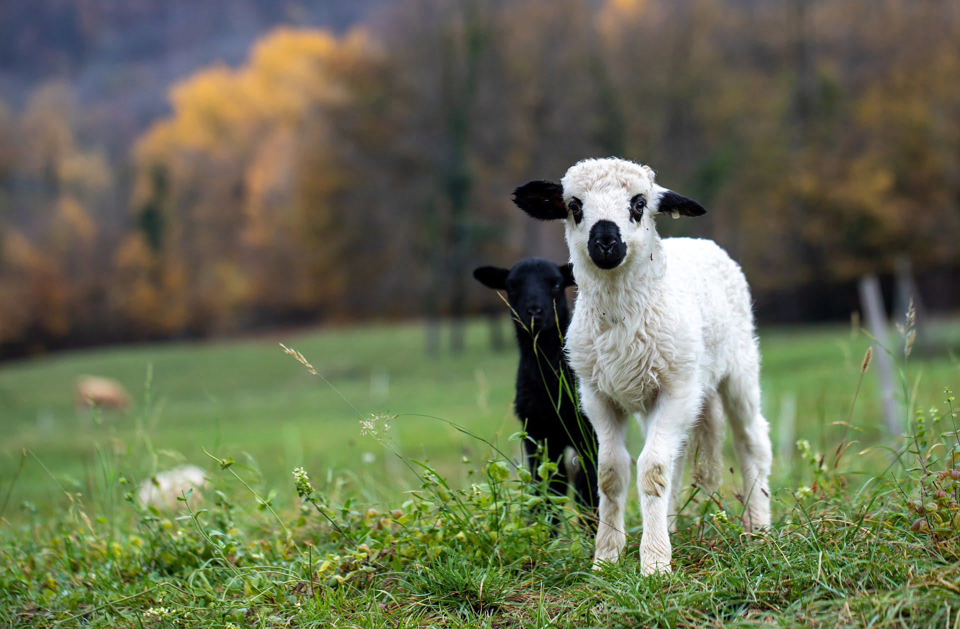 Ben Jij Als HSP Het Zwarte Schaap In De Familie 7 Tips