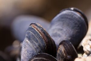 mossels