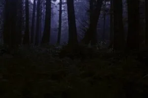 donker bos