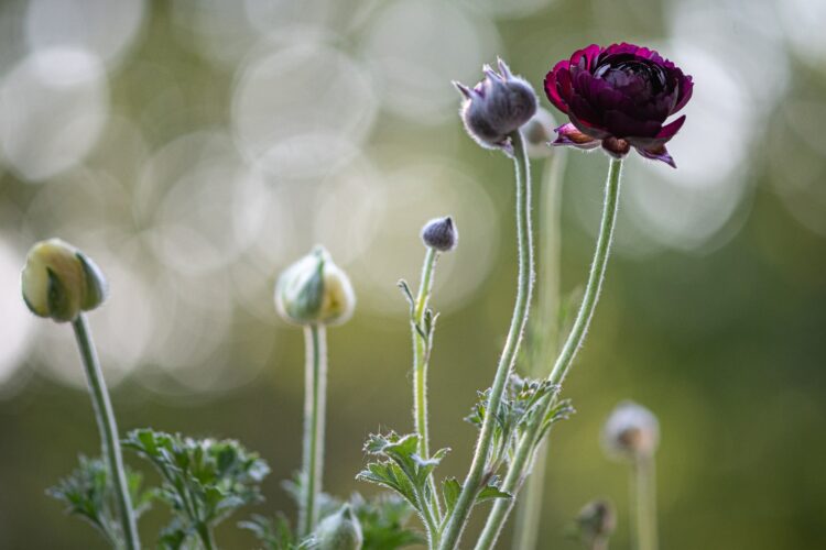 bloem bloeit