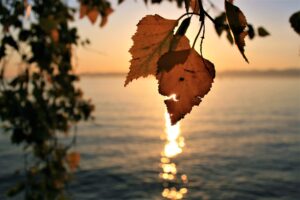 herfstbladeren hangen boven water