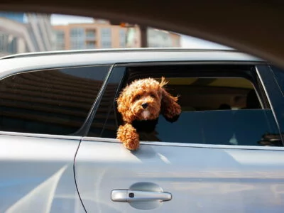 hond zit in auto