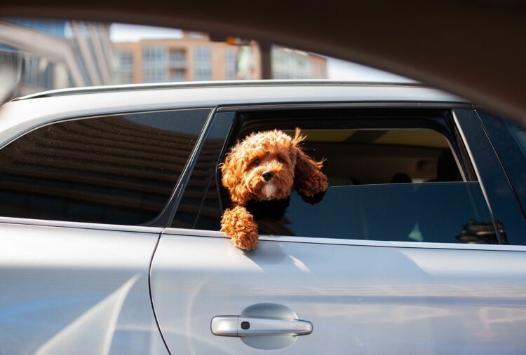 hond zit in auto