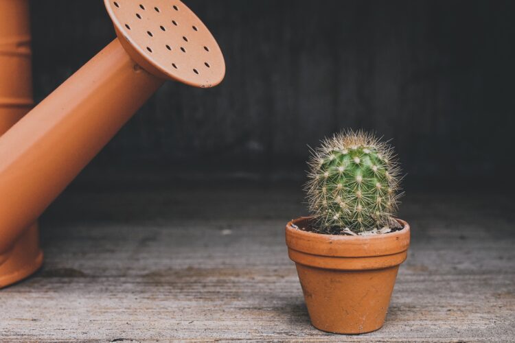 cactus met gieter