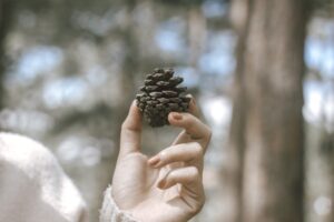 pine cone