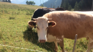 koe in Zwitserland