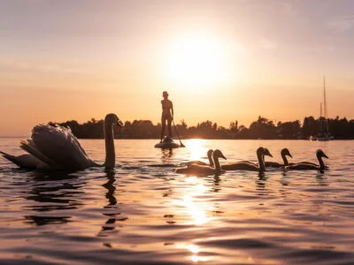 suppen met zwanen in het water