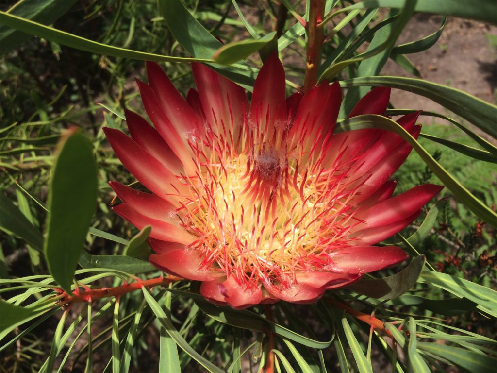 bloem in Zuid-Afrika