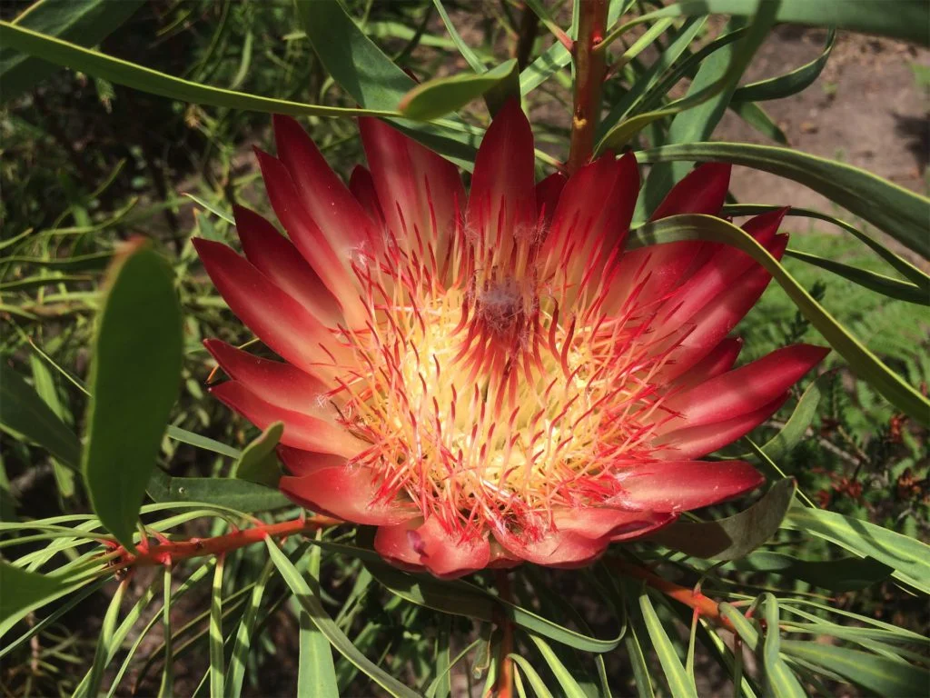 bloem in Zuid-Afrika