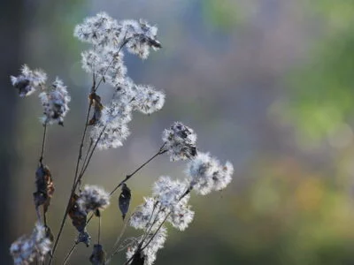 bloemen uitgedroogd