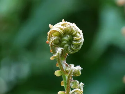 koru in Nieuw-Zeeland