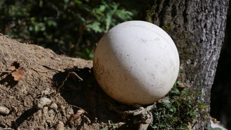 stenen bol op het plateau van de Bosnische Piramide van de Draak