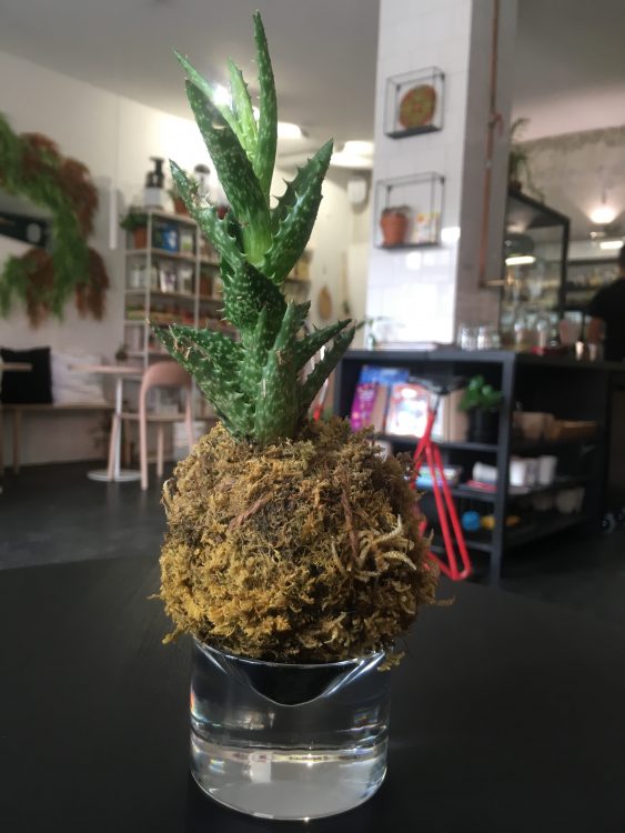 plant in mos (in de vorm van een ananas)
