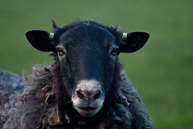 Ben jij als HSP het zwarte schaap in de familie? 7 tips