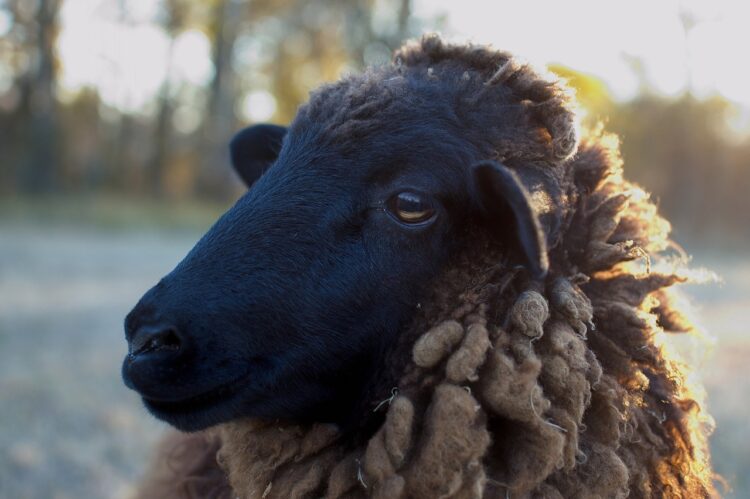 Ben jij als HSP het zwarte schaap in de familie? 7 tips