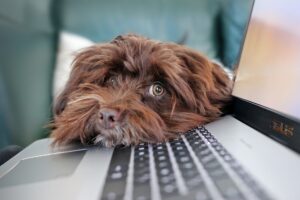 hond houdt hoofd op laptop