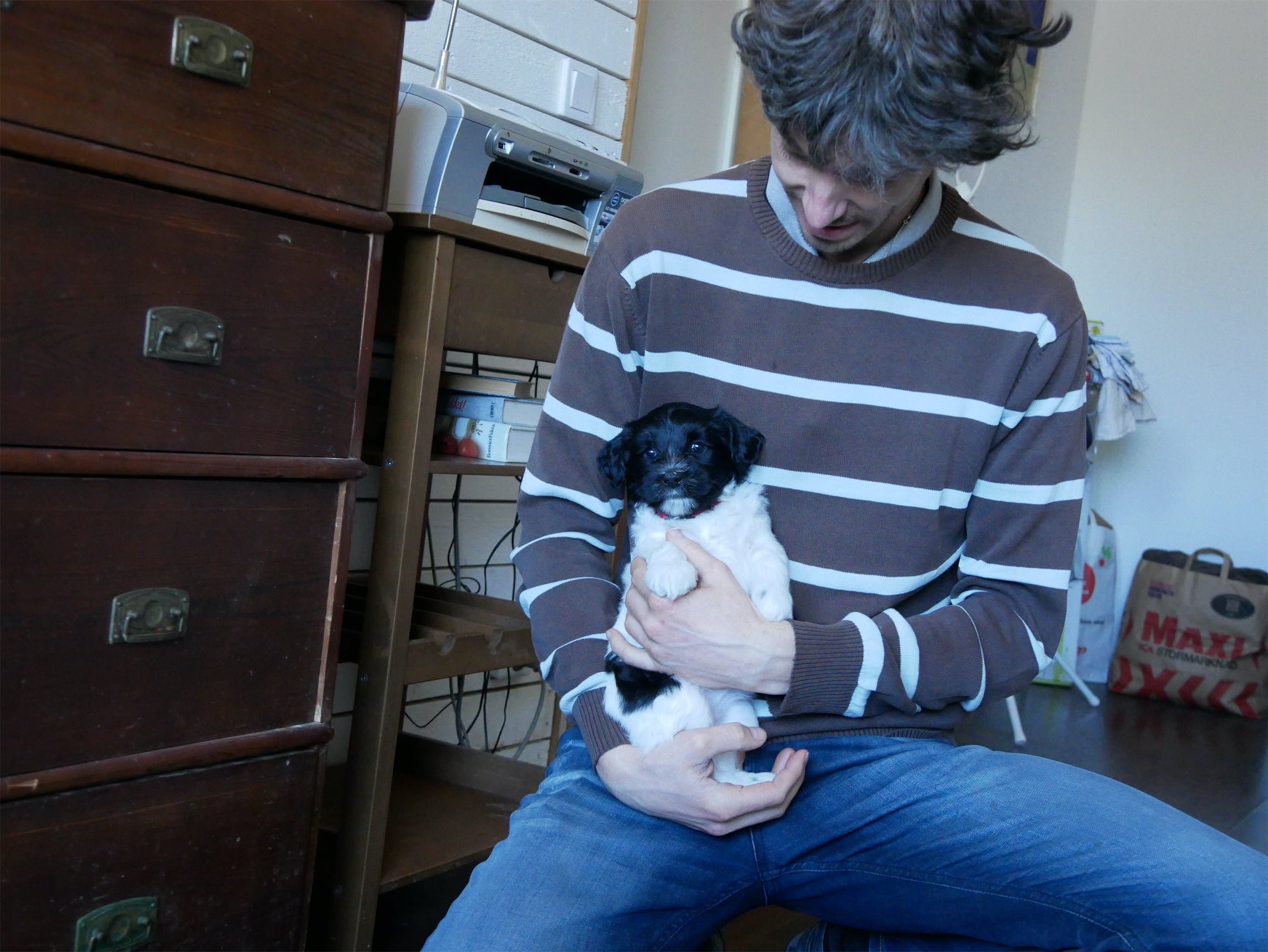 Schapendoes puppy is five weeks, with Mathijs van der Beek