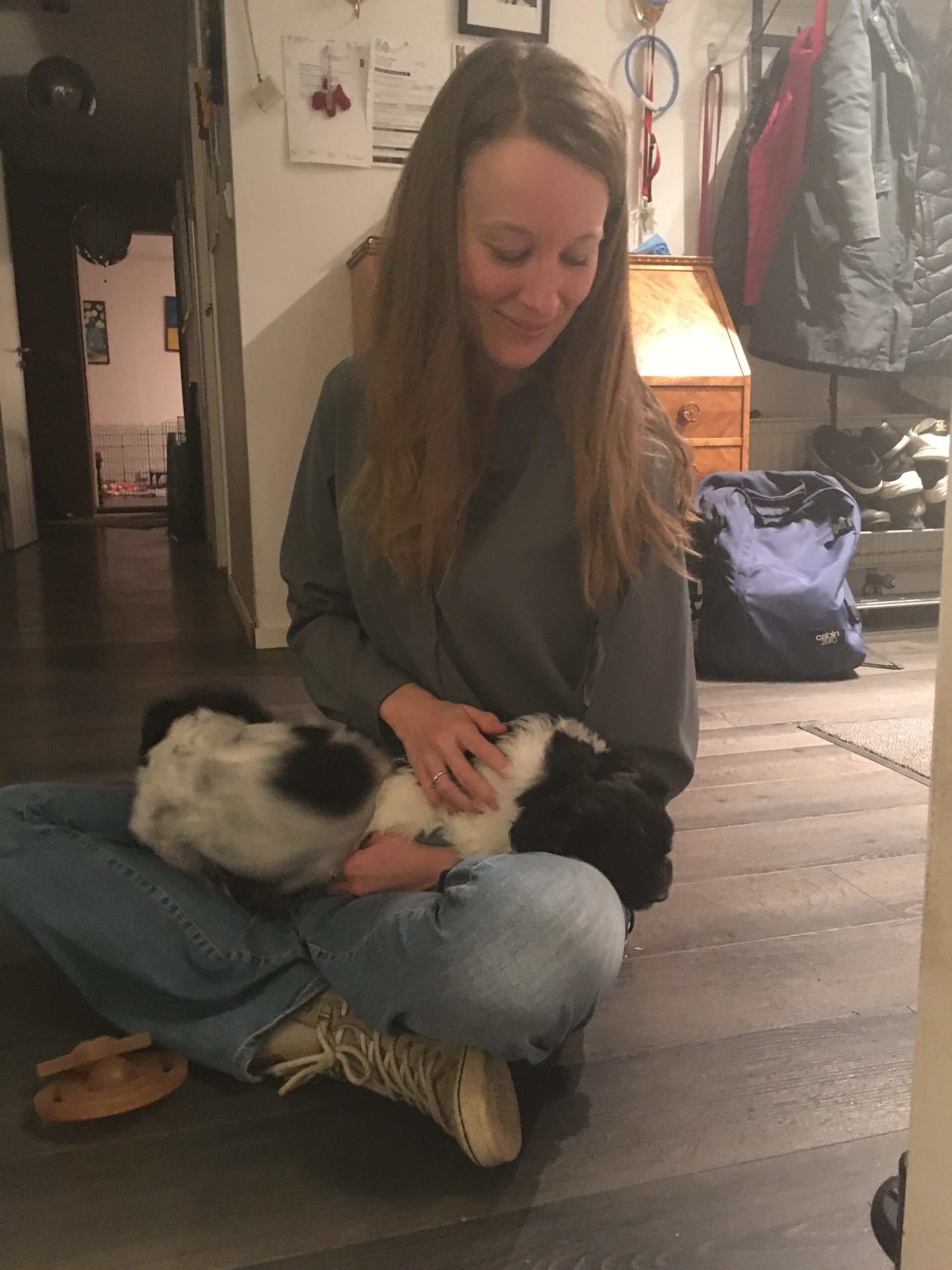 Schapendoes puppy lies with Femke de Grijs
