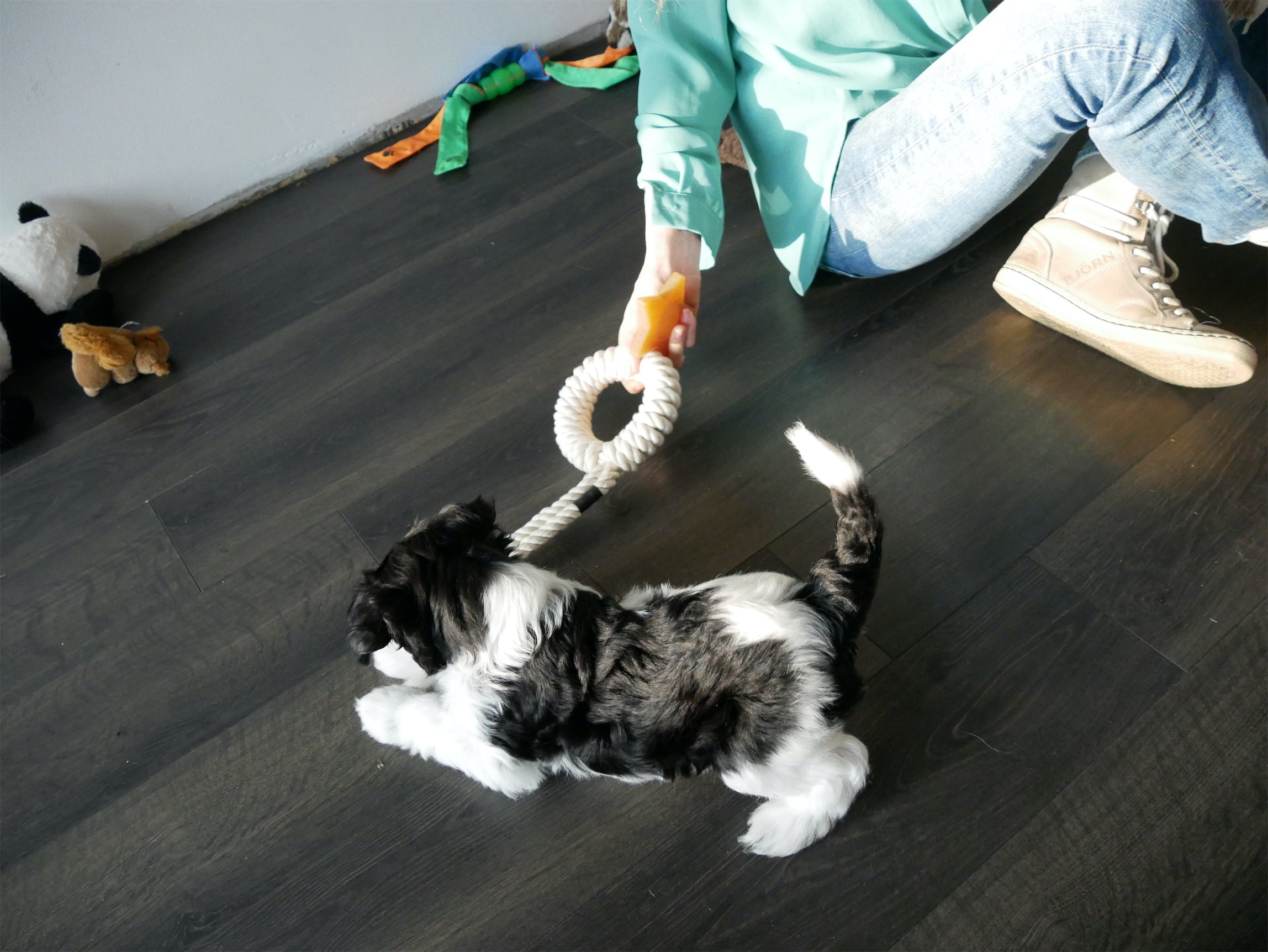 Schapendoes puppy of 6,5 weeks plays with Femke de Grijs