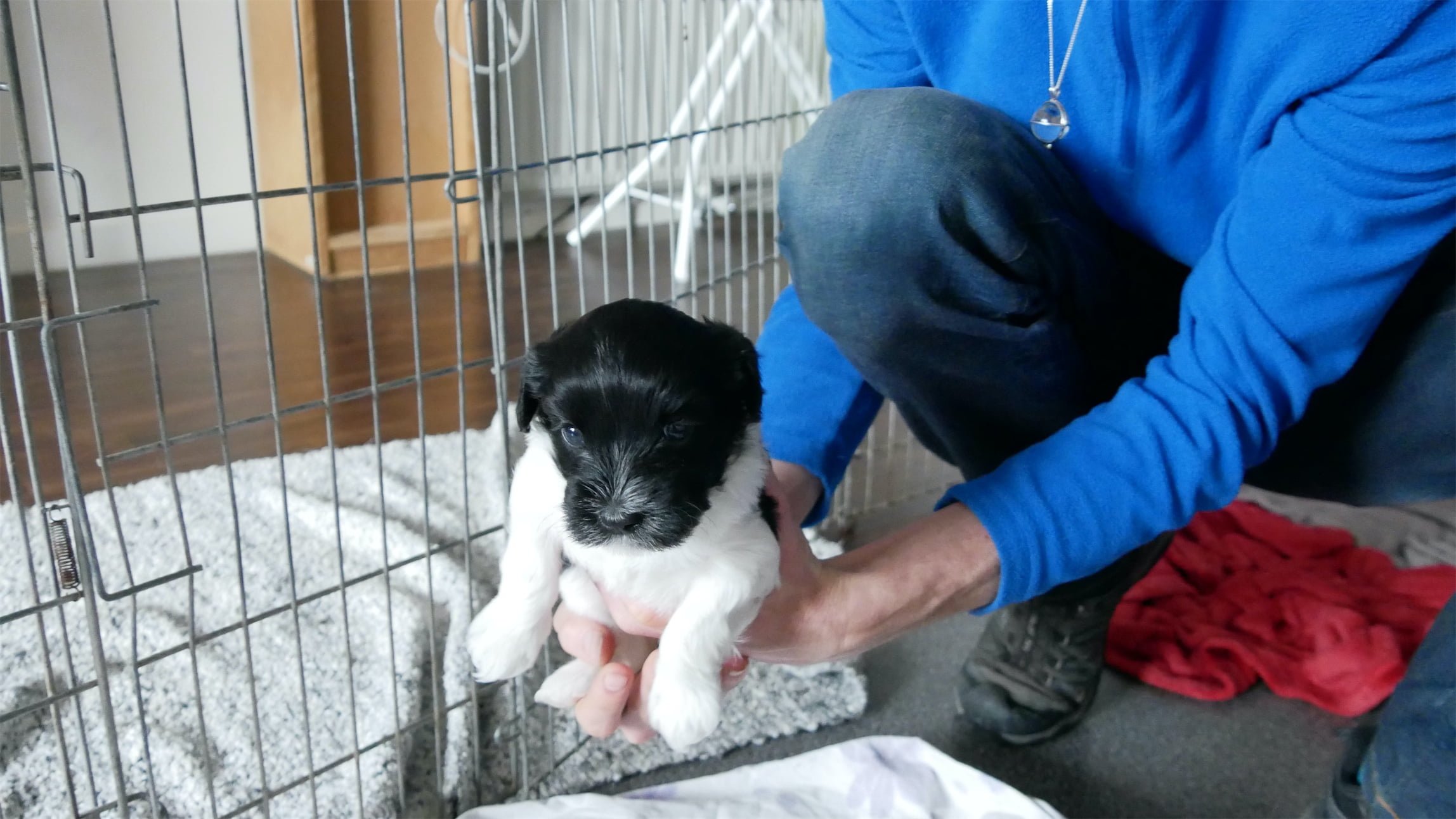 Schapendoes puppy 4 weeks