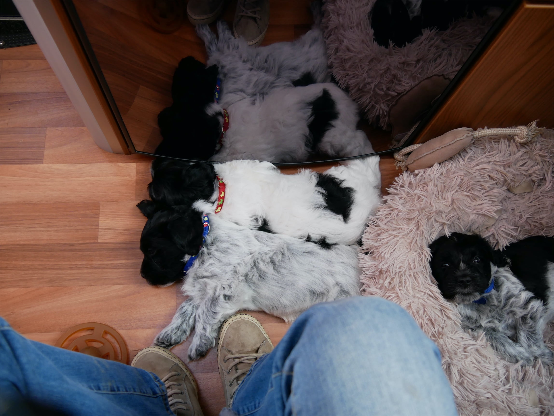 Schapendoes puppies aged 6,5 week lying in camper