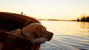 hond ligt op boot