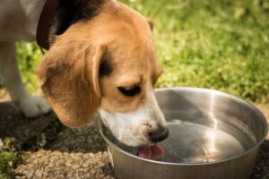 hond drinkt water