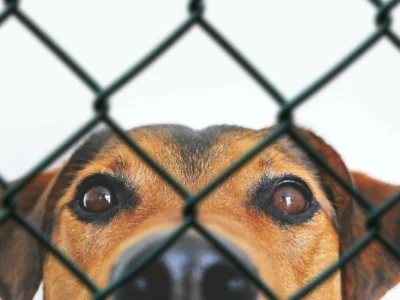 hond zit achter hek