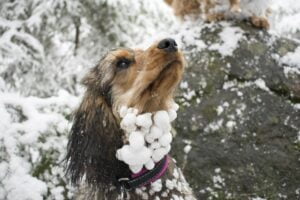 hond heeft sneeuwballetjes in vacht