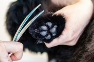 hondenhaar aan hondenpoot wordt geknipt door trimmer