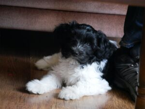 Schapendoes puppy of 8 weeks lies under couch