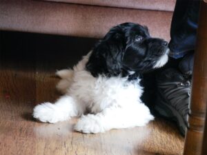 Schapendoes puppy of 8 weeks sits under the couch and looks up at Mathijs van der Beek