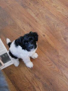 Schapendoes pup zit bij krant