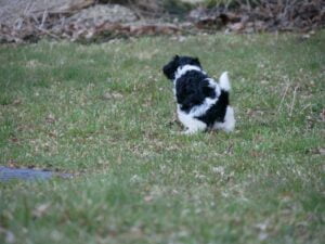 Schapendoes puppy pees outside