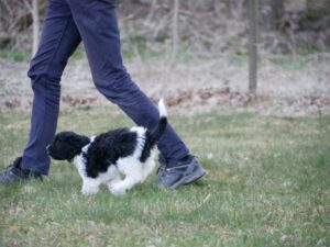 Schapendoes puppy runs in garden
