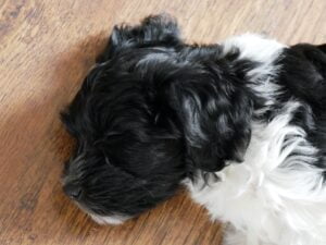 Schapendoes pup van 8 weken slaapt