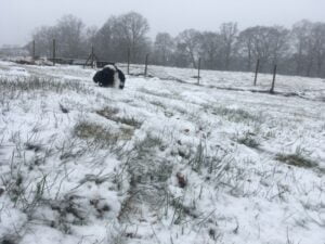 Schapendoes puppy of 8 weeks eats snow