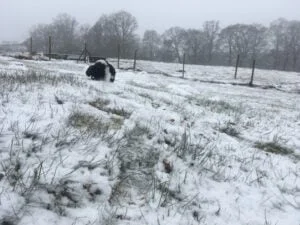Schapendoes pup van 8 weken eet sneeuw