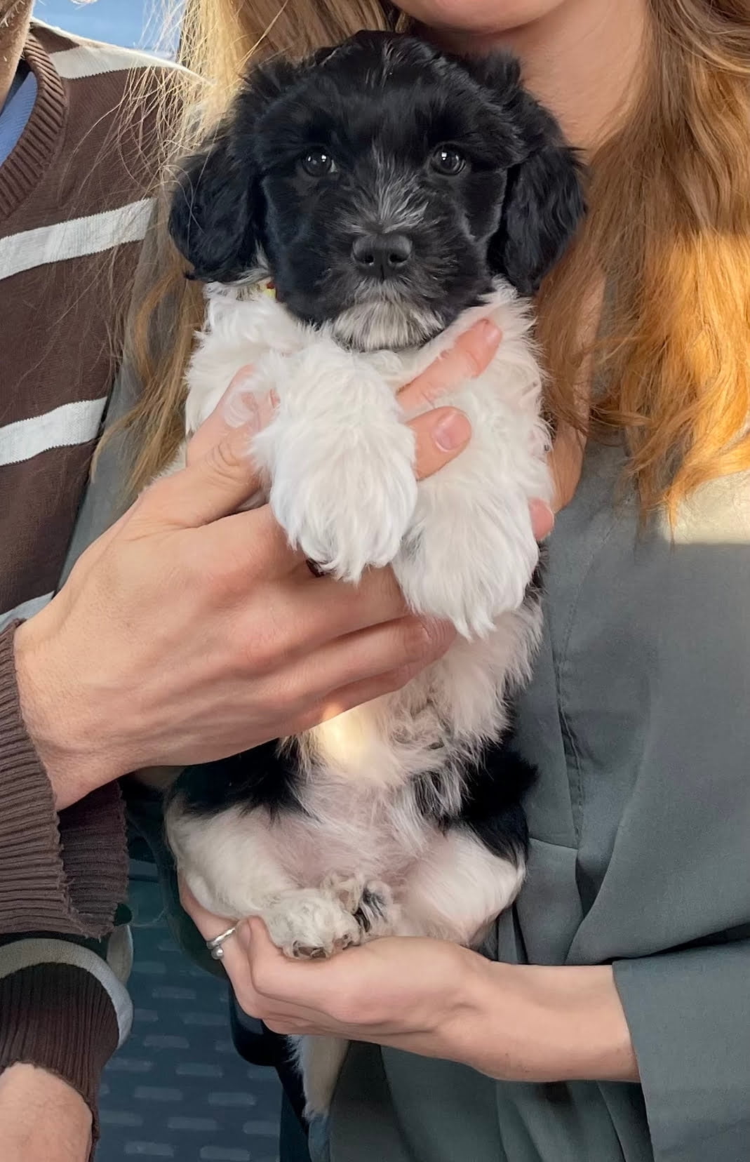 Schapendoes puppy owned by Femke de Grijs and Mathijs van der Beek