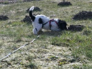 Schapendoes pup bij molshopen