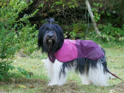 Non-Stop dogwear Fjord Raincoat purple bij Schapendoes