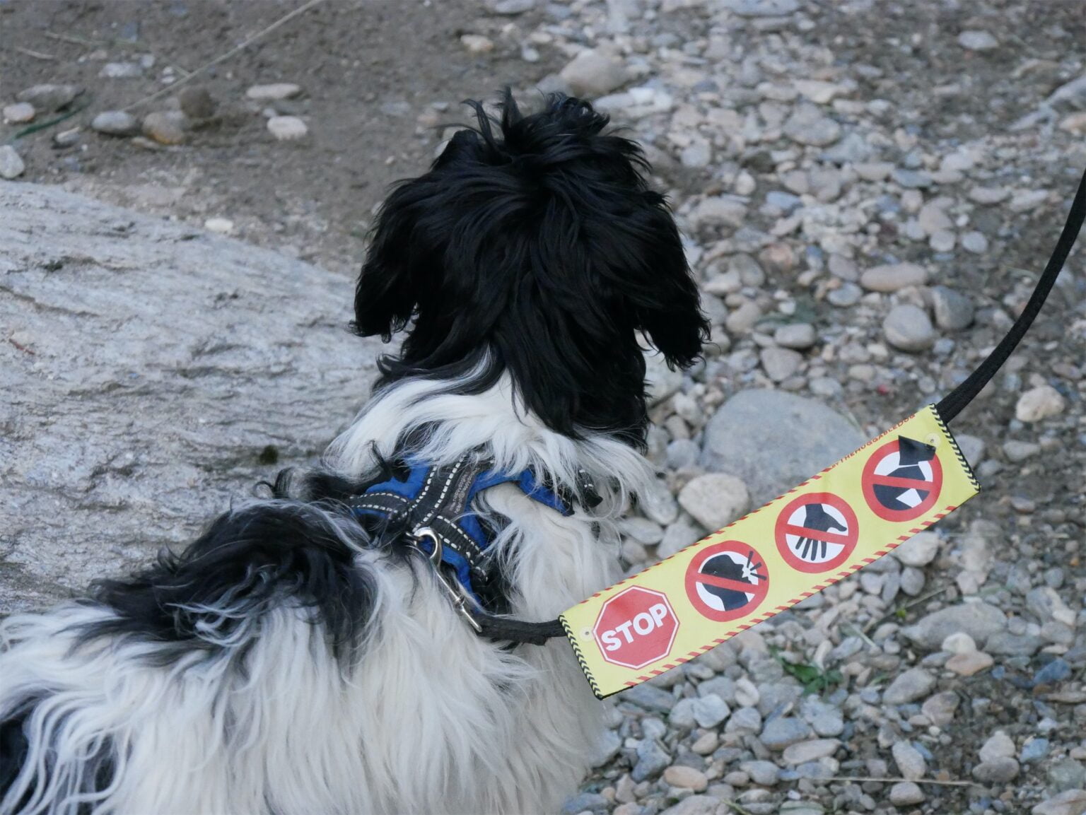 Hond niet aaien 8 signalen die iedereen zou moeten kennen