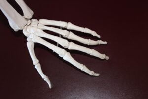 hand skelet