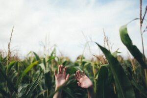 handen steken boven maisveld uit