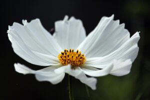 witte bloem