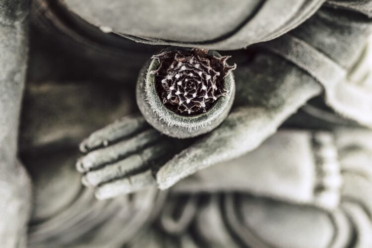 Boeddha beeld met plant