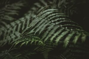 plant (fern)
