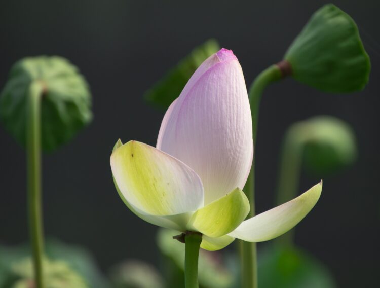lotus met een paar bladeren geopend